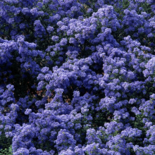 Ceanothus `Puget Blue`