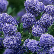 Ceanothus `Puget Blue`