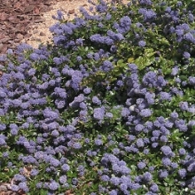 Ceanothus thyrsiflorus var. repens 