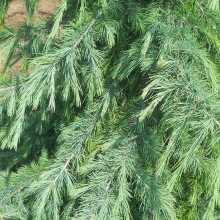 Cedrus deodara  