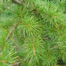 Cedrus libani ssp. stenocoma 