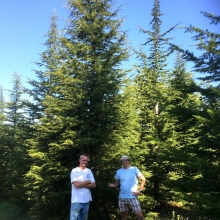 Cedrus libani ssp. stenocoma 