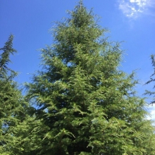 Cedrus libani ssp. stenocoma 