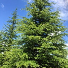 Cedrus libani ssp. stenocoma 
