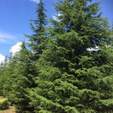Cedrus libani ssp. stenocoma 