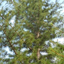 Cedrus libani ssp. stenocoma 