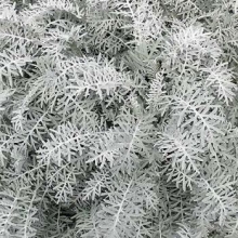 Centaurea pulcherrima