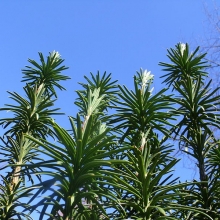 Cephalotaxus harringtonia `Fastigiata`