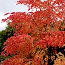 Cercidiphyllum japonicum 