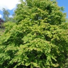 Cercidiphyllum japonicum 