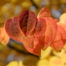 Cercidiphyllum japonicum 