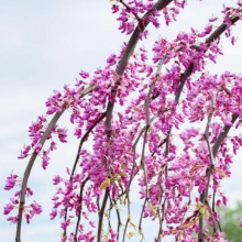 Cercis canadensis `Golden Falls`