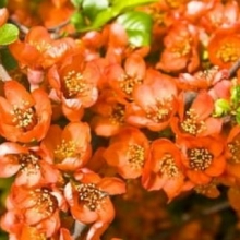 Chaenomeles japonica `Cido`