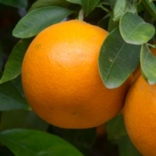 Citrus reticulata x paradisi `Sampson`