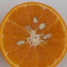 Citrus reticulata x paradisi `Sampson`