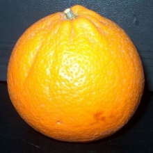 Citrus reticulata x paradisi `Thompson`