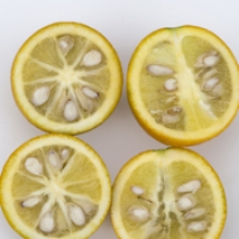 Citroncirus `Troyer`