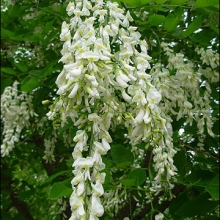 Cladrastis lutea (Syn.: Cladrastis kentukea)