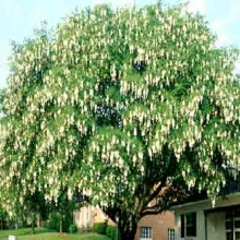 Cladrastis lutea (Syn.: Cladrastis kentukea)
