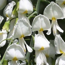 Cladrastis lutea (Syn.: Cladrastis kentukea)