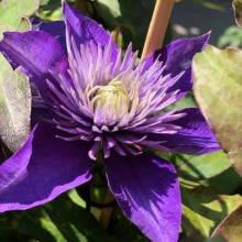 Clematis `Multi Blue`