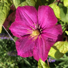 Clematis `Ville de Lyon`