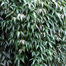 Clematis armandii `Snowdrift`