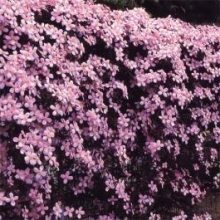 Clematis montana `Tetrarose`