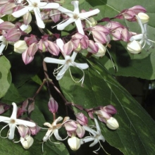 Clerodendron trichotomum `Fargesii`