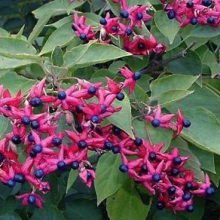 Clerodendron trichotomum `Fargesii`