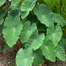Colocasia esculenta `Pink China`