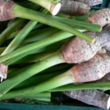 Colocasia esculenta `Pink China`