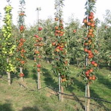 Malus domestica `Suncats`