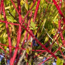 Cornus alba `Spaethii`