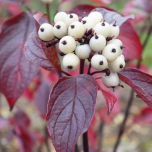 Cornus alba `Kesselringii`