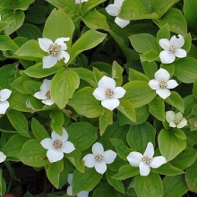 Cornus canadensis