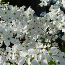 Cornus florida 