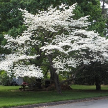 Cornus florida 