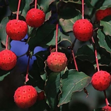 Cornus kousa