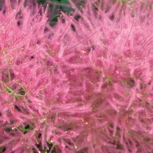 Cotinus coggygria `Smokey Joe`