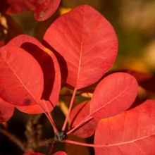 Cotinus coggygria `Smokey Joe`