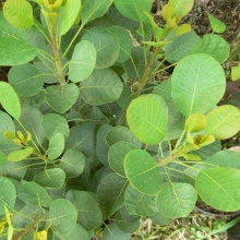 Cotinus coggygria `Smokey Joe`