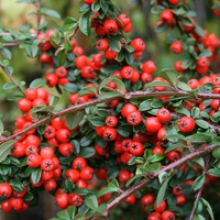 Cotoneaster x suecicus `Coral Beauty`