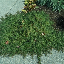 Cotoneaster dammerii `Streibs Findling`