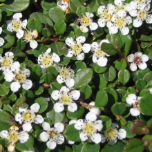Cotoneaster dammerii `Streibs Findling`