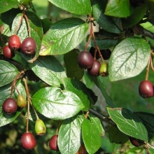 Cotoneaster acutifolius 10 db-os sövényakció!
