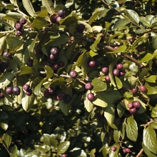 Cotoneaster acutifolius 10 db-os sövényakció!