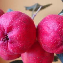 Crataegus pinnatifida `Amur`