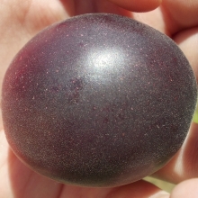 Prunus `Cserikajszi`