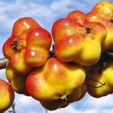 Malus domestica `Csillagalma`